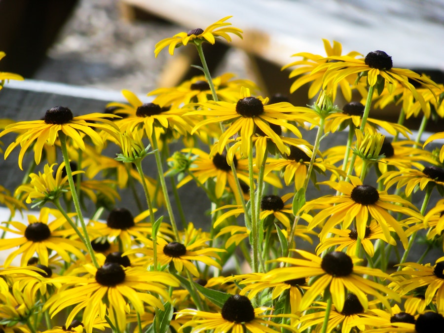 Photo: Yellow Flowers in Garden