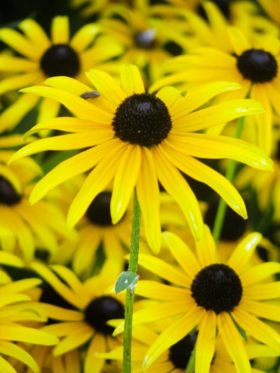 Yellow Flower