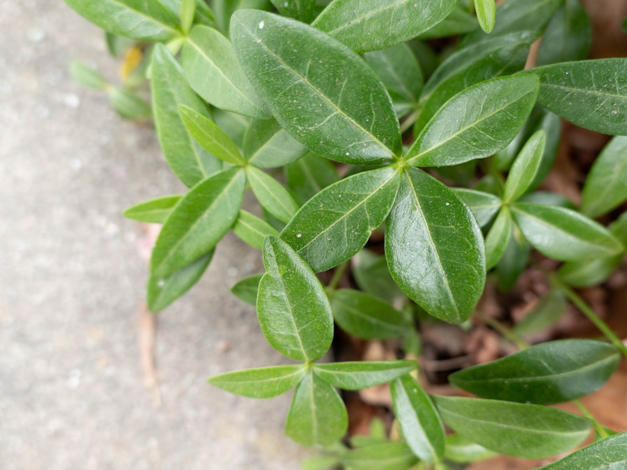 Photo: Green Leaves