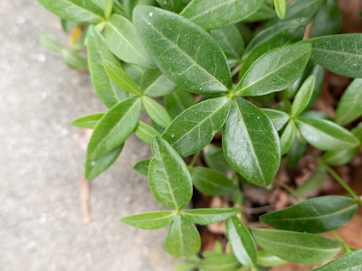 Green Leaves