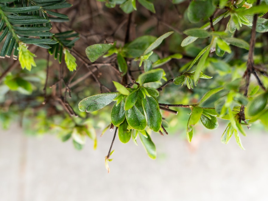 Photo: Leaves on Bush