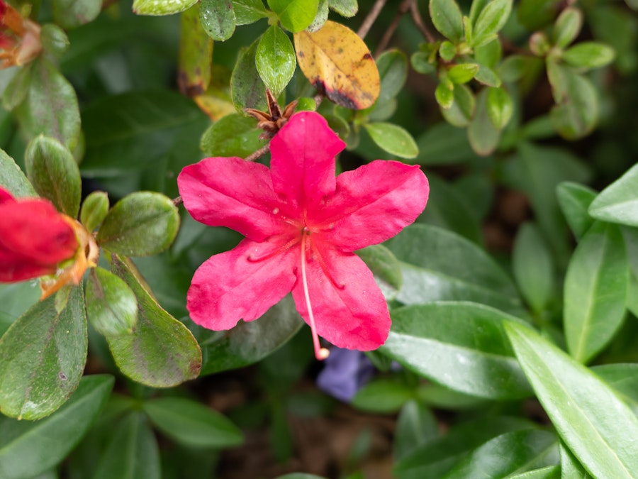 Photo: Pink Flower