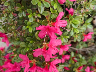 Pink Flowers in Bush