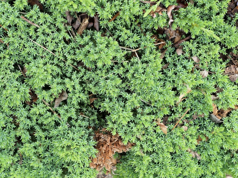 Photo: Green Leaves