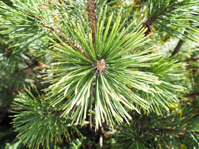 Pine