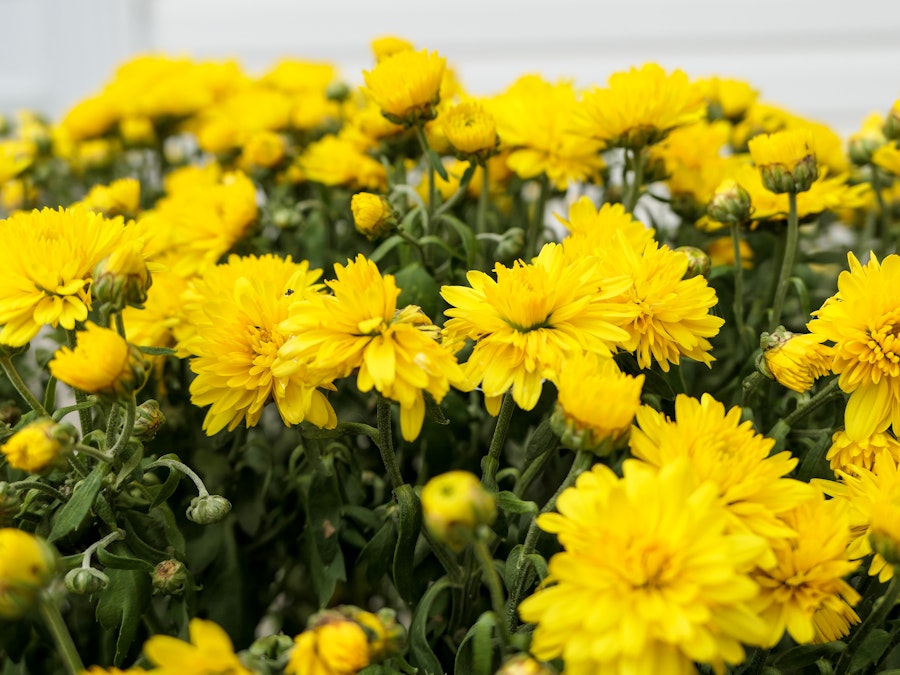 Photo: A group of yellow flowers