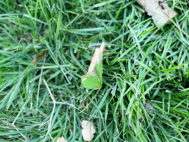 Photo: Leaf on Grass