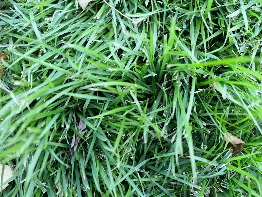 Photo: Green Grass