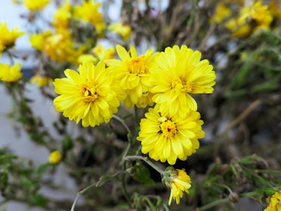 Yellow Mums