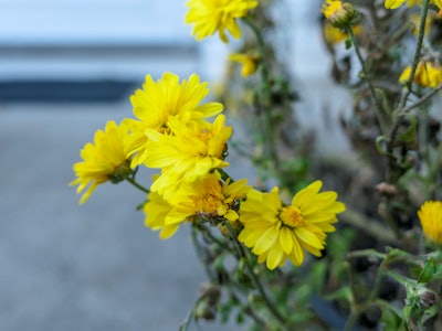 Yellow Mums