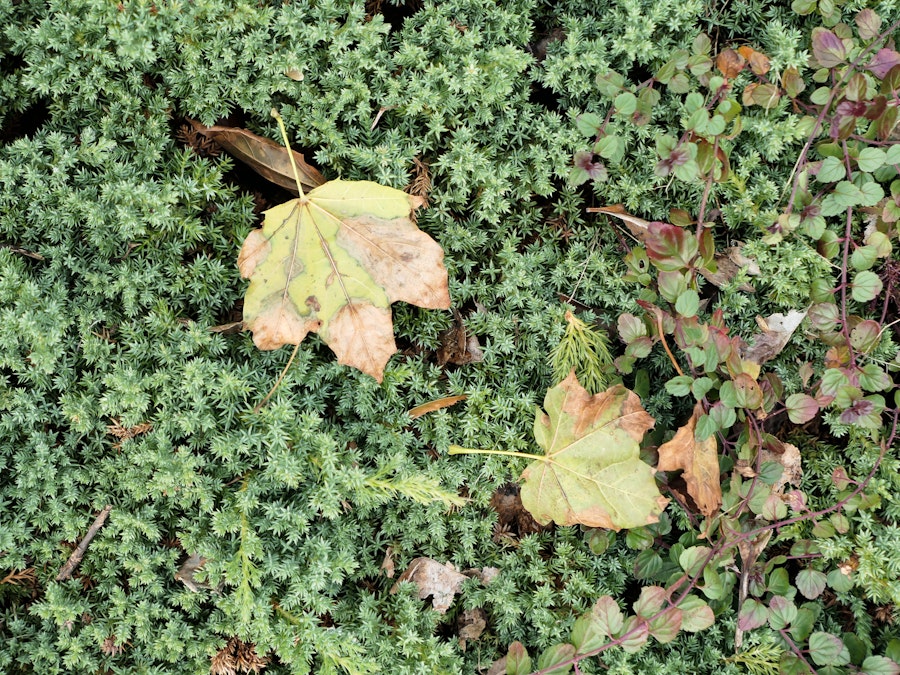 Photo: Fall Leaves