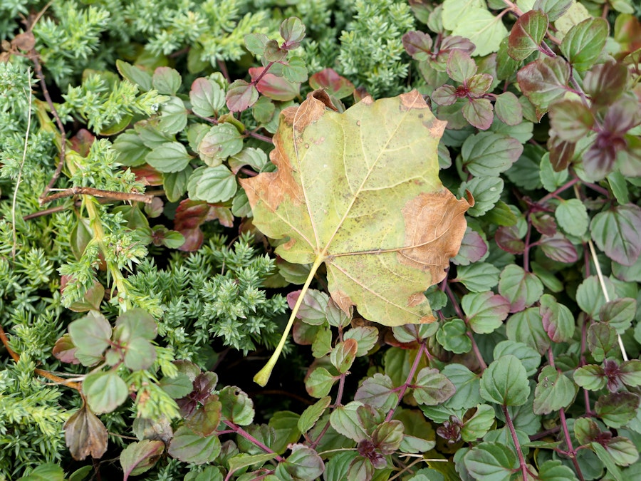 Photo: A leaf on a green plant leaves