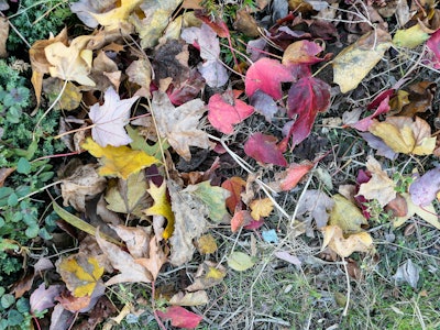 Fall Leaves on Ground