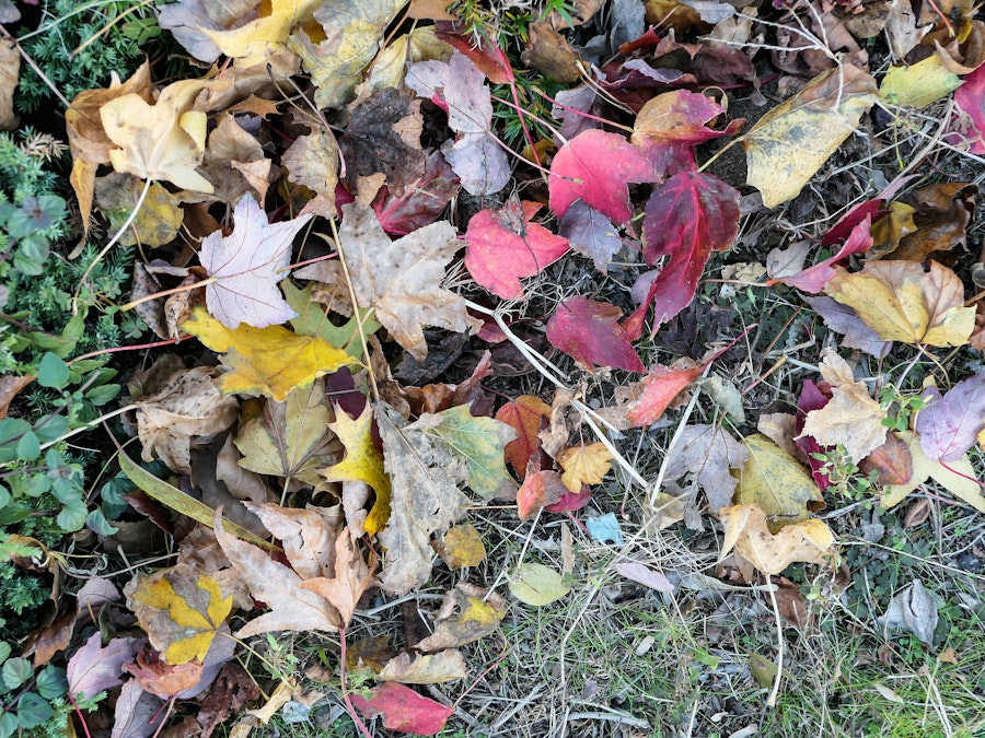 Photo: Fall Leaves on Ground