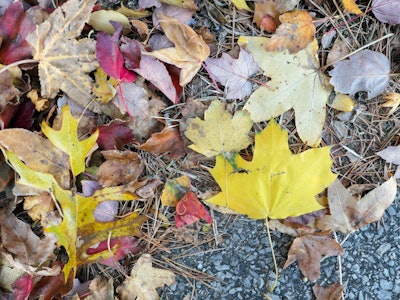 Fall Leaves on the Ground
