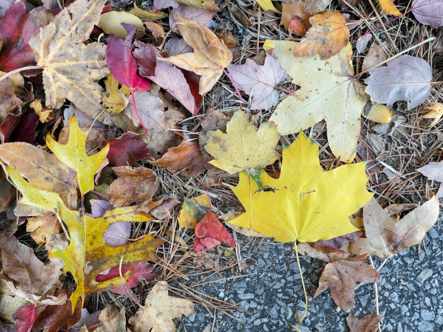 Photo: Fall Leaves on the Ground