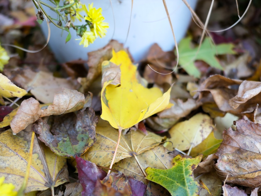 Photo: Fallen Leaves