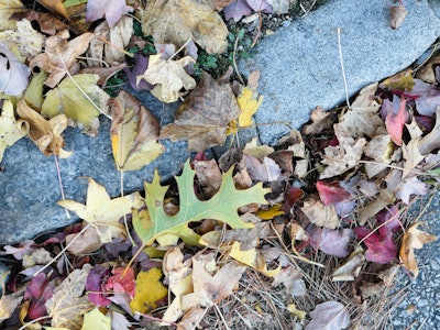 Fall Leaves on Ground