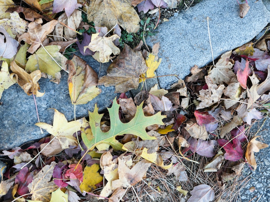 Photo: Fall Leaves on Ground