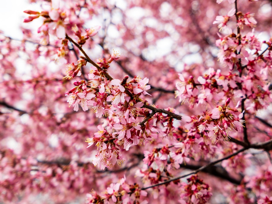 Photo: A tree with pink flowers during the spring season 