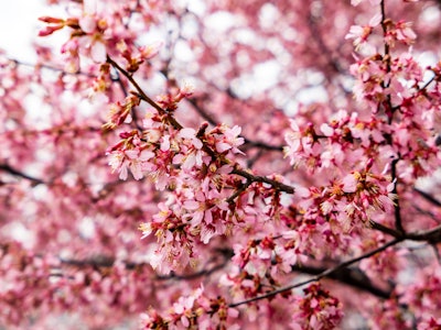 Pink Cherry Blossoms in Park - A tree with pink flowers during the spring season 