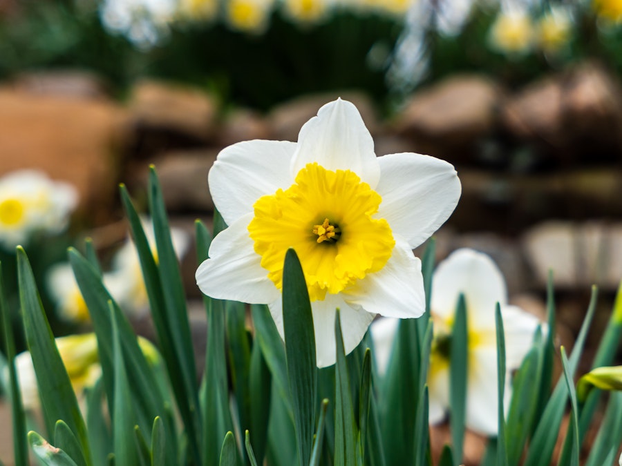 Photo: A focused white and yellow flower in a green garden during Spring