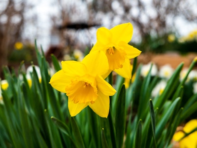 Yellow Daffodils in Park - Focused yellow daffodils in a garden with green leaves 