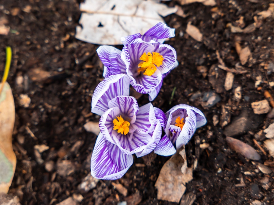 Photo: Purple and white flowers with yellow center growing out of the dirt