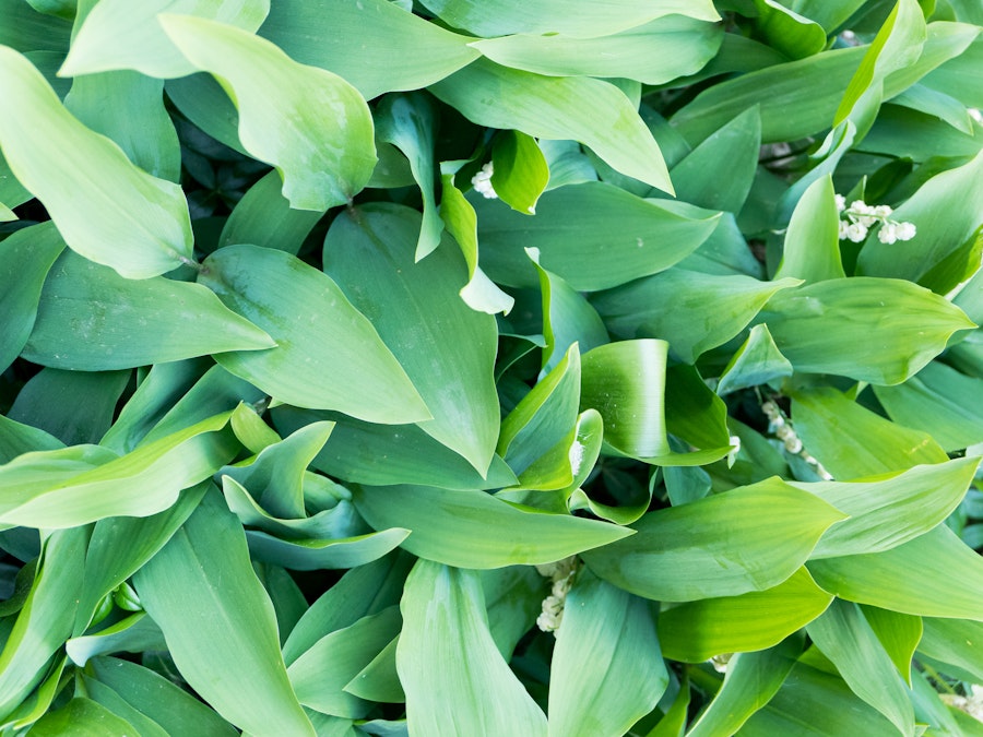Photo: A close up of repeating green leaves in a garden