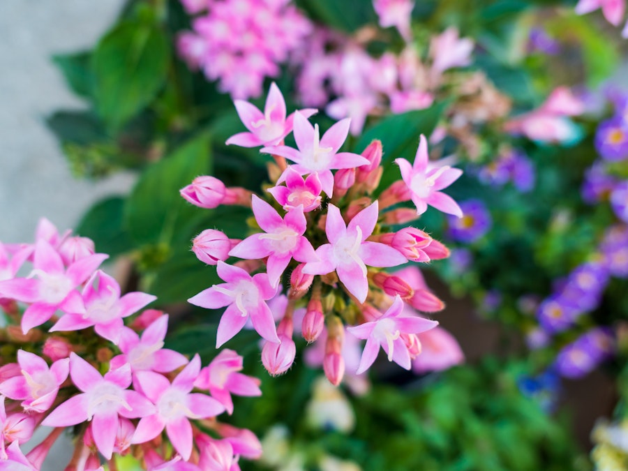 Photo: A group of pink flowers in focus with a blurred background 