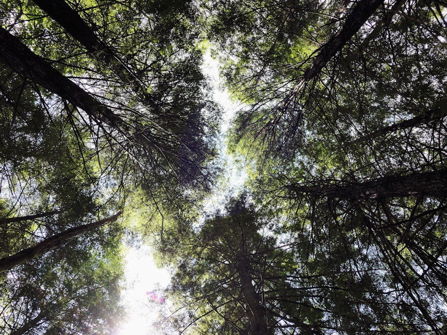Photo: Looking up view of trees in a forest with sun shining through 