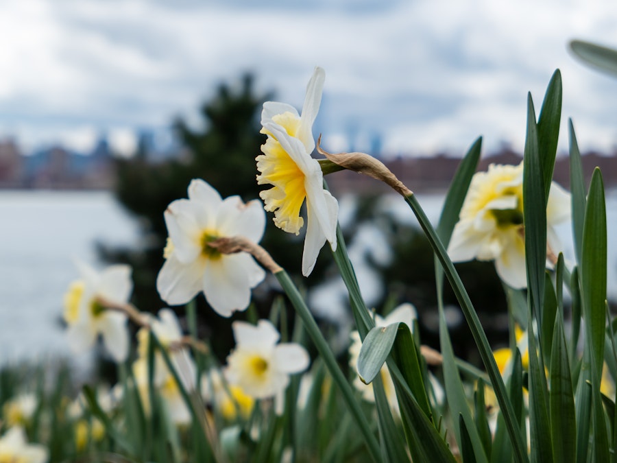 Photo: A group of white and yellow flowers