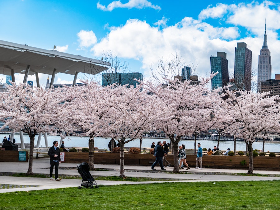 Photo: A group of people walking on a sidewalk with trees in front of a city