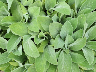 Green Leaves - A close up pattern of green leaves