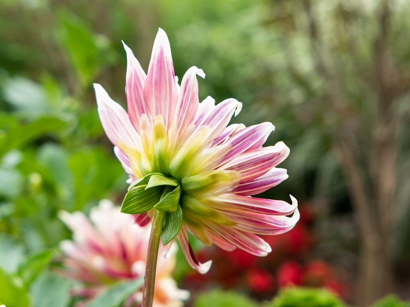Photo: A close up of a pink and green flower on a green stem with a blurred background 