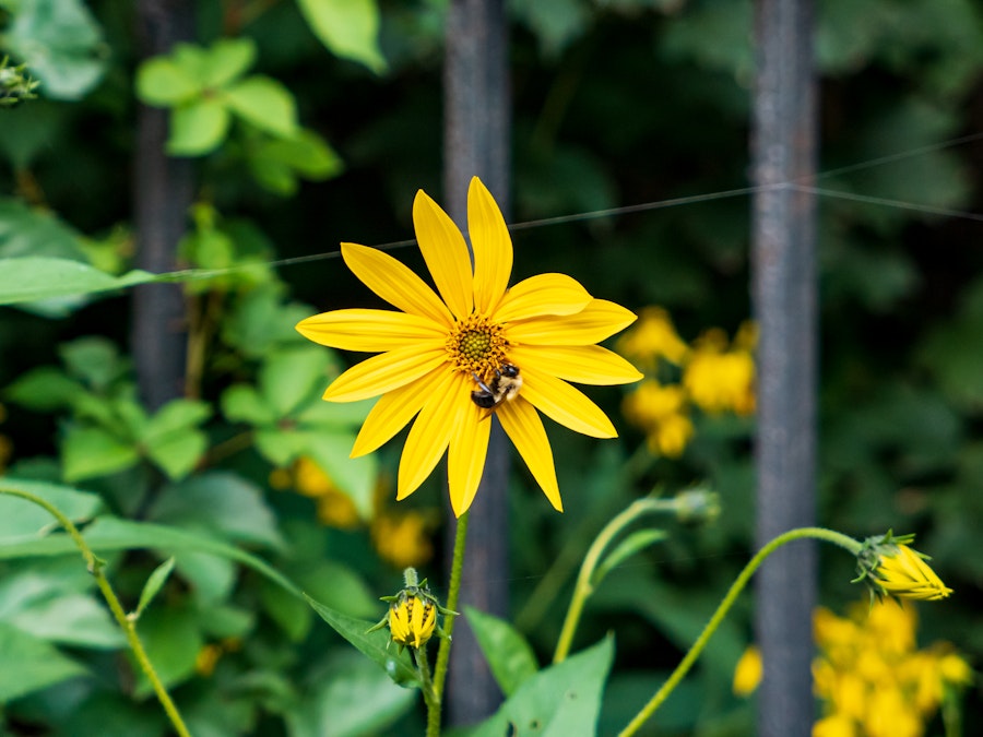 Photo: A bee on a yellow flower in front of a fence