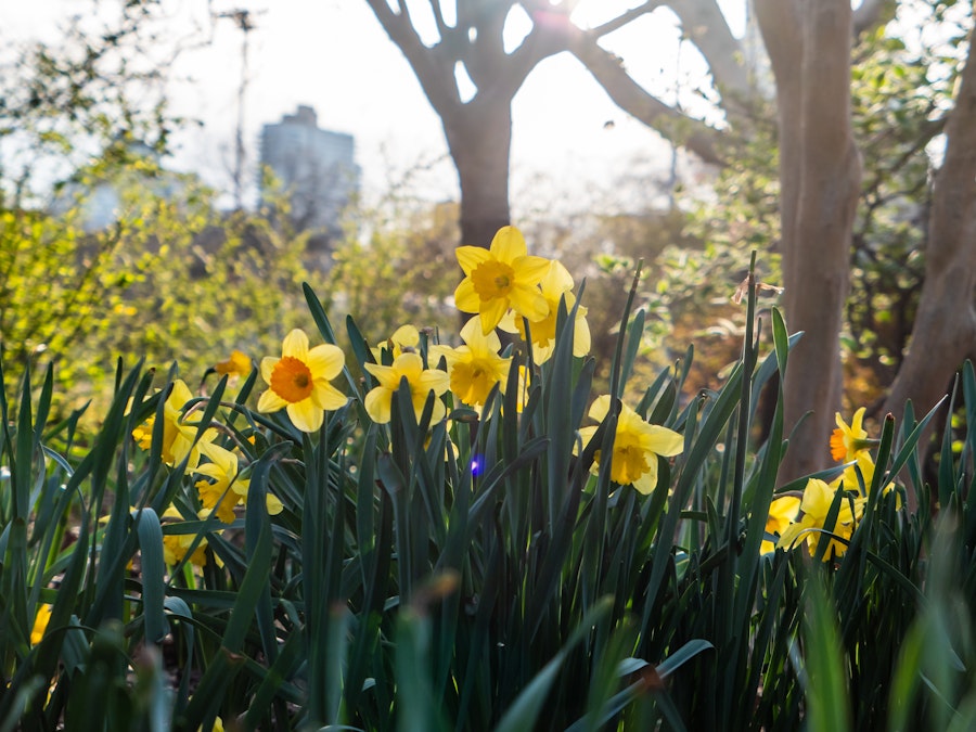 Photo: A group of yellow flowers in park in front of buildings 