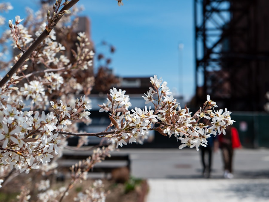 Photo: A cherry blossom flower tree in focus at a park