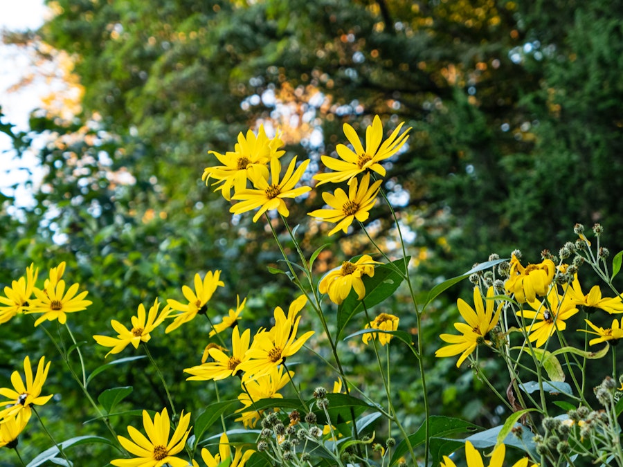 Photo: Yellow flowers in a field in front of trees with green leaves