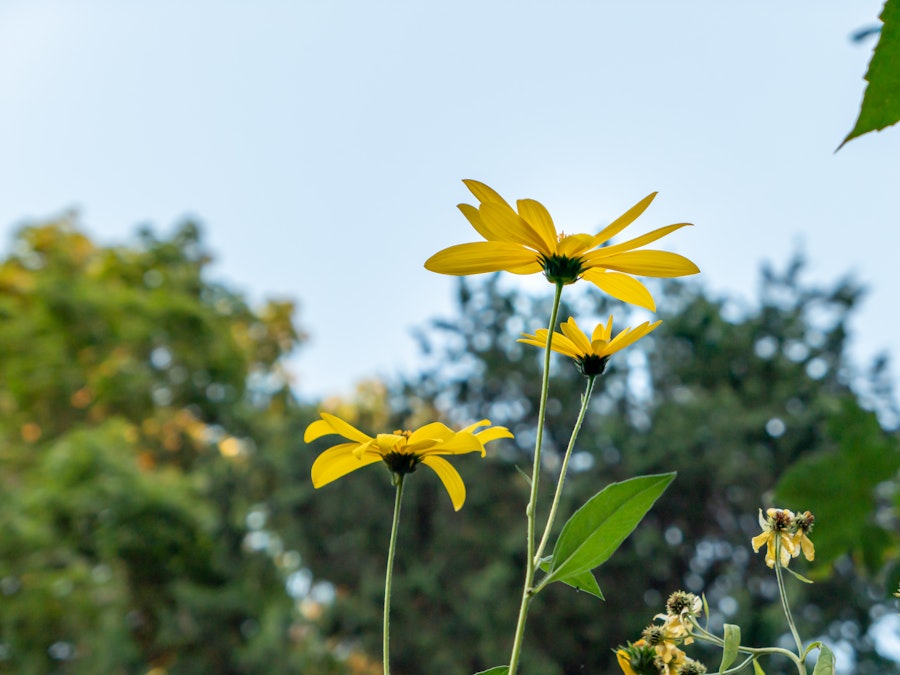 Photo: Yellow flowers on stems with green leaves