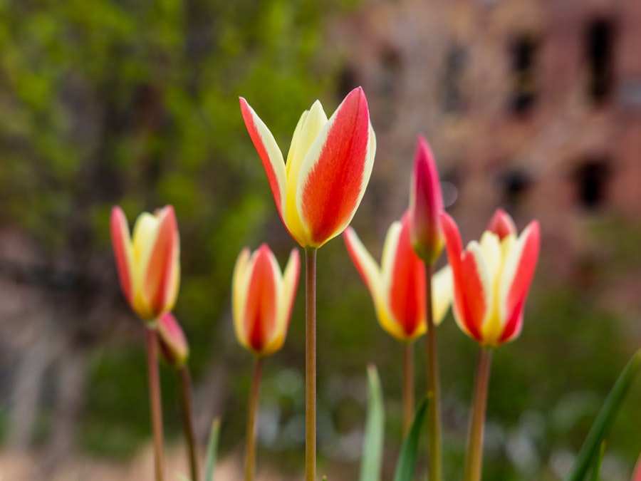 Photo: A group of red and yellow tulips in focus at a park