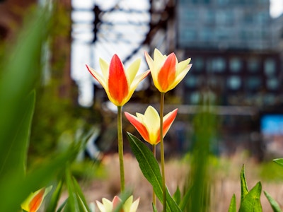 Yellow and Red Flowers in Garden at Park - A group of red and yellow flowers in a garden with a blurred background 