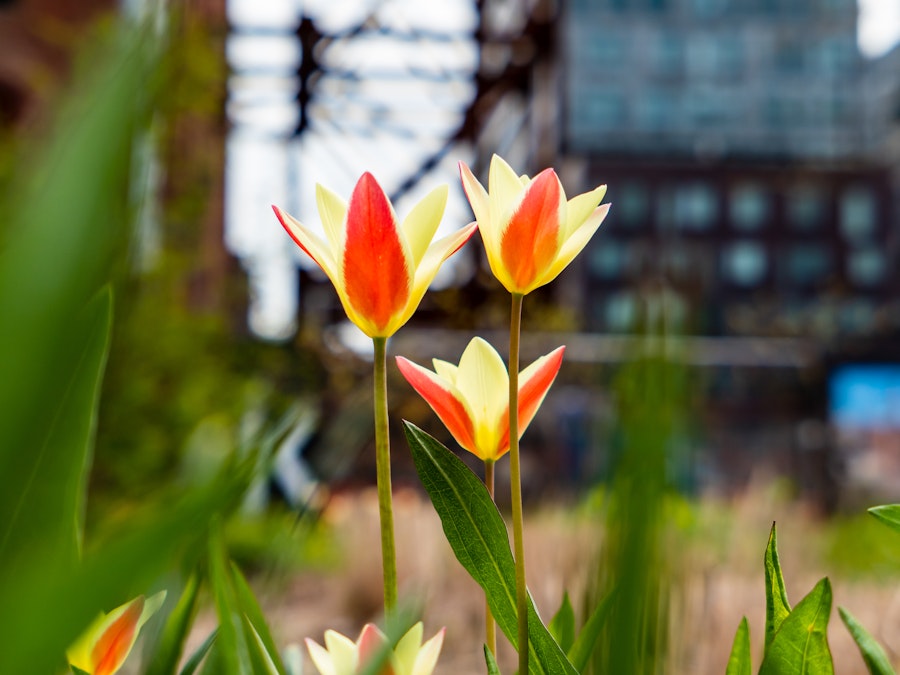 Photo: A group of red and yellow flowers in a garden with a blurred background 
