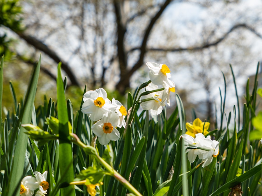 Photo: A group of white and yellow flowers with green leaves in a park