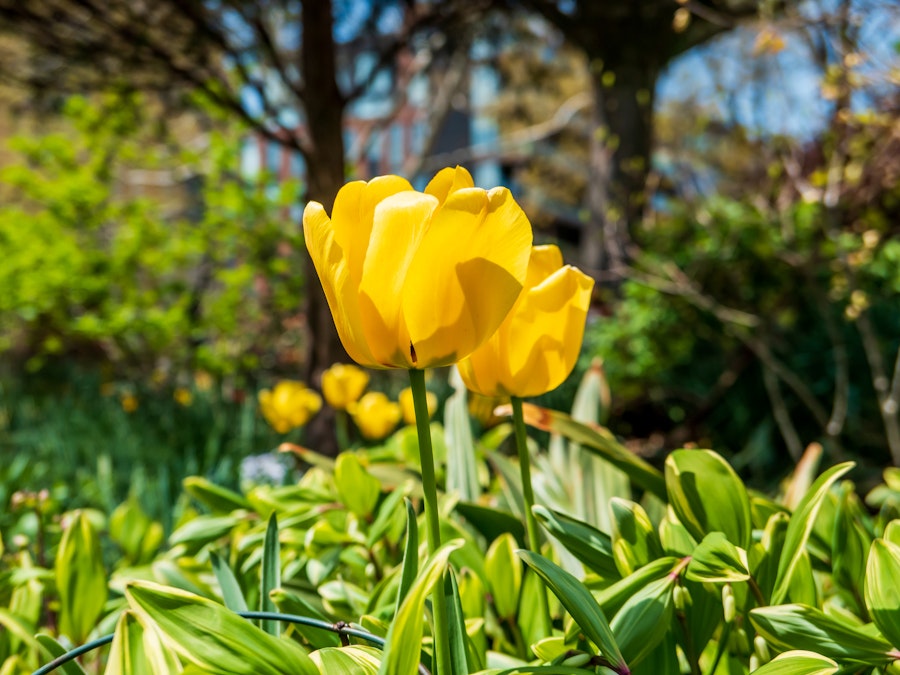 Photo: A yellow tulips in a garden