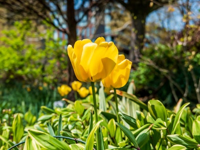Yellow Flowers in Garden - A yellow tulips in a garden