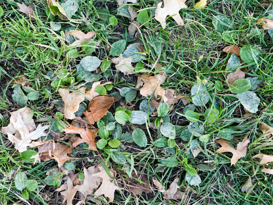 Photo: Leaves on a grassy ground