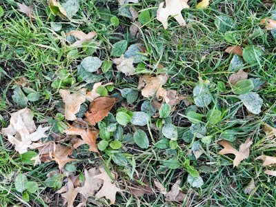 Leaves on Grass - Leaves on a grassy ground