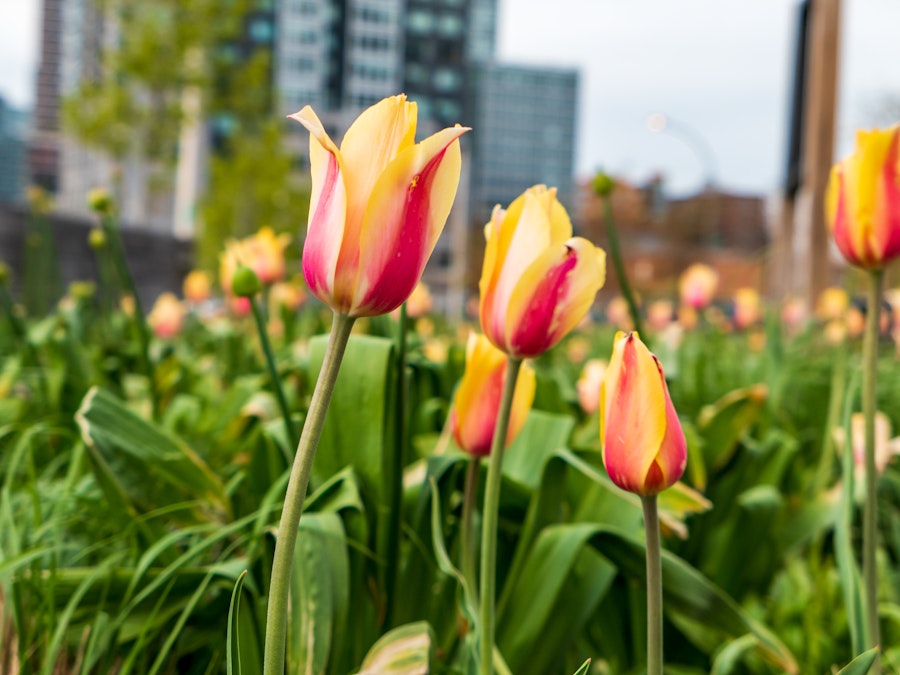 Photo: A group of red, orange, and yellow tulips in a field