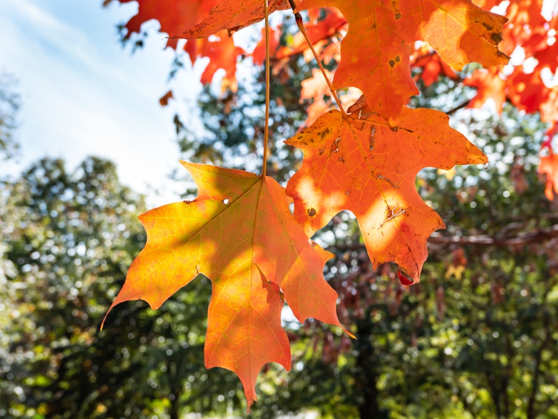 Photo: Orange leaves in focus on a tree